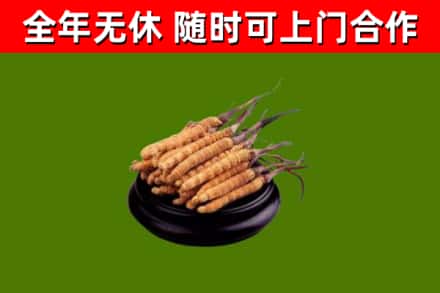 台安烟酒回收冬虫夏草.jpg